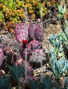 Picture of Opuntia macrocentra 'Beets Me'