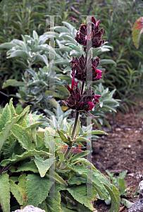 Picture of Salvia spathacea 