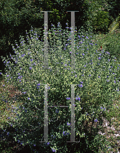 Picture of Caryopteris incana 