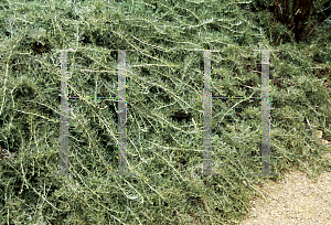 Picture of Artemisia californica 