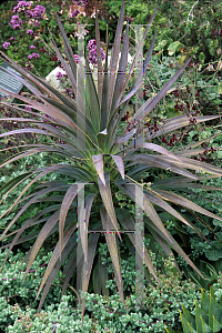 Picture of Yucca  'Blue Boy'