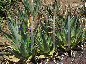 Picture of Aloe mubendiensis 
