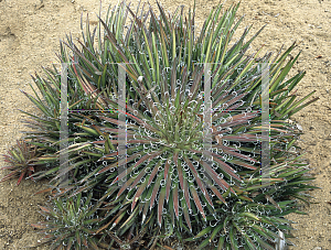 Picture of Agave filifera 