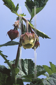 Picture of Geum rivale 