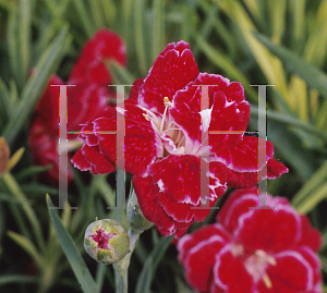 Picture of Dianthus  'Rosish One'