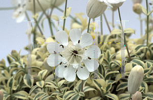 Picture of Silene uniflora 'Druett's Variegated'