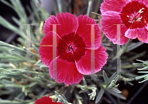 Picture of Dianthus  'Red Dwarf'