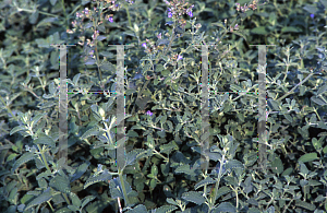 Picture of Nepeta x faassenii 'Walker's  Low'