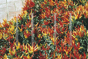 Picture of Capsicum annuum var. annuum 'Chilly Chili'