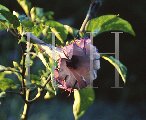 Picture of Brugmansia  'Tricolor'