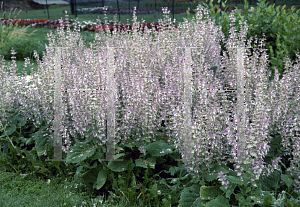 Picture of Salvia verticillata 