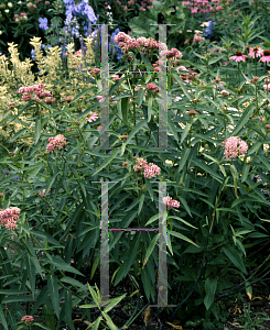 Picture of Asclepias incarnata 
