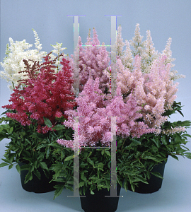 Picture of Astilbe x arendsii 'Showstar'