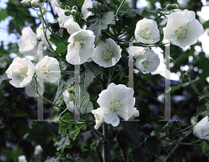 Picture of Abutilon vitifolium 'Tennant's White'