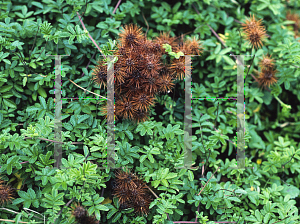 Picture of Acaena ovalifolia 