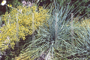 Picture of Aciphylla glaucescens 