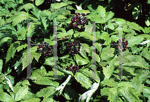 Picture of Actaea erythrocarpa 