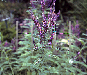 Picture of Amorpha canescens 