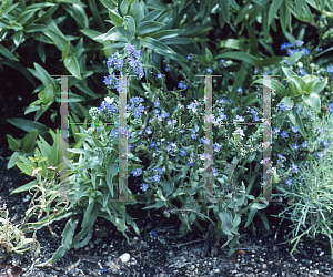 Picture of Anchusa capensis 'Blue Angel'