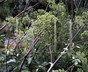 Picture of Angelica archangelica 