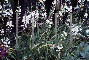 Picture of Anthericum lilago 