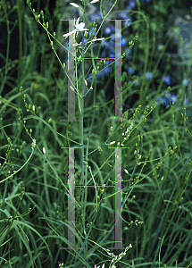 Picture of Anthericum ramosum 