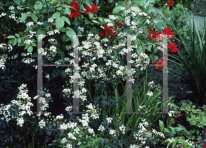 Picture of Anthriscus sylvestris 'RavensWing'