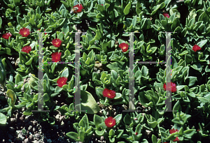 Picture of Aptenia cordifolia 