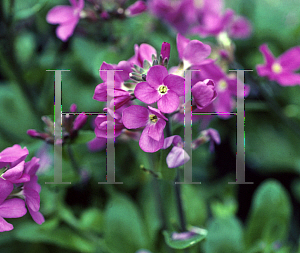 Picture of Arabis blepharophylla 'Spring Charm'
