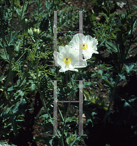 Picture of Argemone polyanthemos 