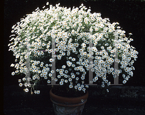 Picture of Argyranthemum foeniculaceum 