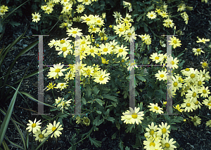 Picture of Argyranthemum madarense 