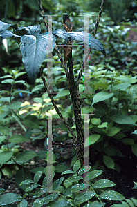 Picture of Arisaema nepenthoides 