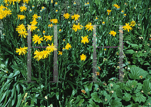 Picture of Arnica chamissonis 