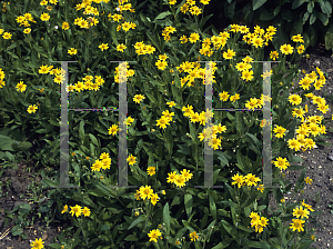 Picture of Arnica longifolia 