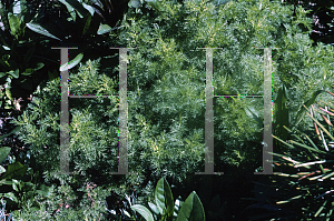 Picture of Artemisia chamaemelifolia 