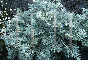 Picture of Artemisia ludoviciana 