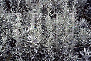 Picture of Artemisia ludoviciana 'Silver Queen'