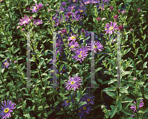 Picture of Aster amellus 'Nocturne'