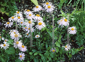 Picture of Aster amellus 'Sonia'