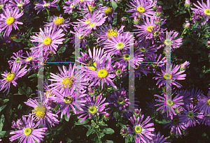Picture of Aster amellus 'King George'
