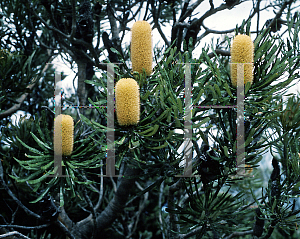Picture of Banksia grandis 