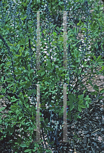 Picture of Baptisia alba 