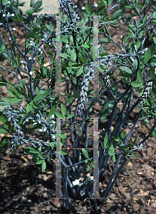 Picture of Baptisia alba 