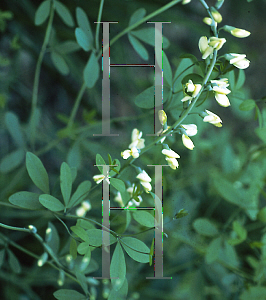 Picture of Baptisia sphaerocarpa 