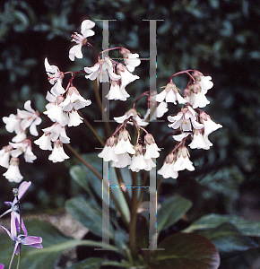 Picture of Bergenia omeiensis 