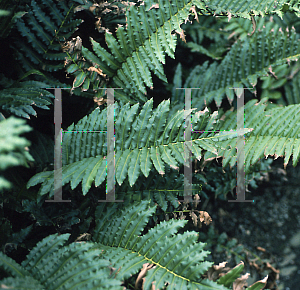 Picture of Blechnum tabulare 