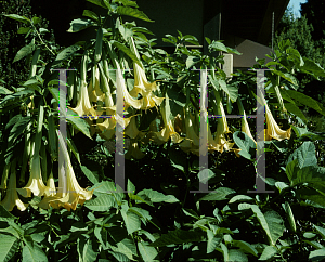 Picture of Brugmansia x candida 