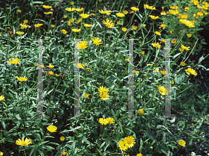 Picture of Buphthalmum salicifolium 