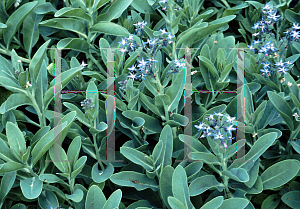 Picture of Caccinia macaranthera var. crassifolia 